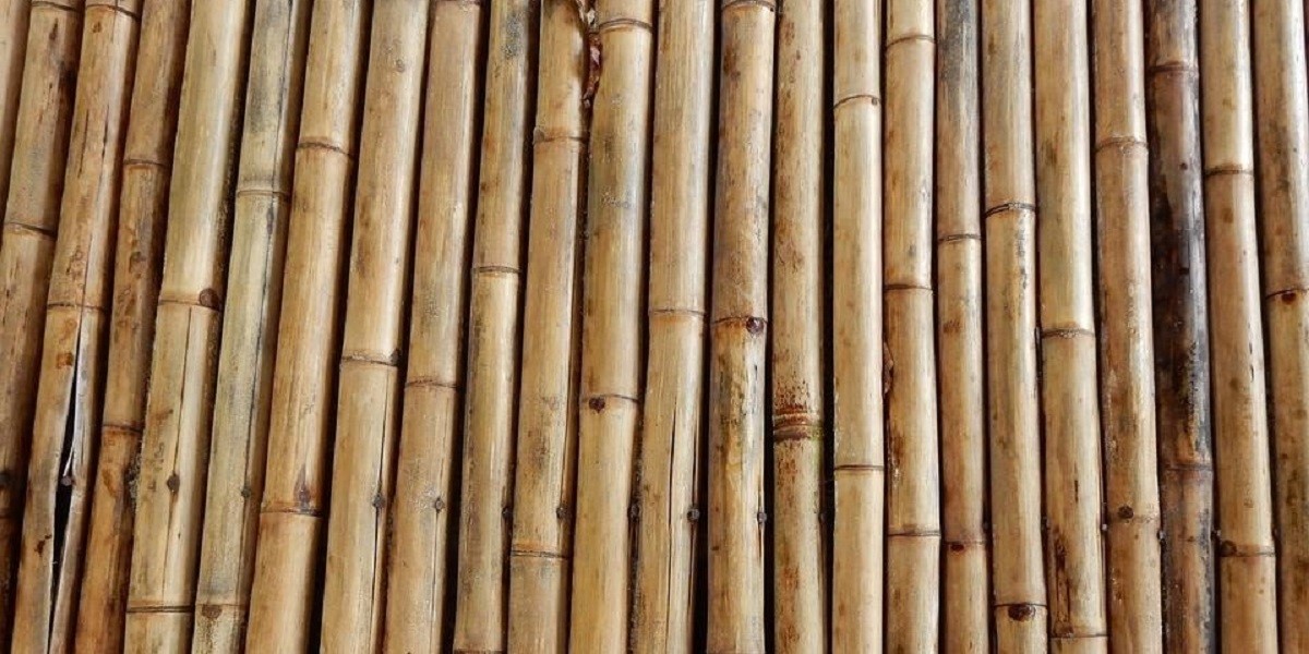 چوب بامبو